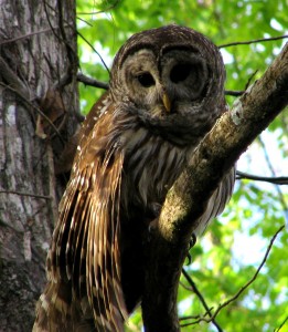 Hontoon_Dead_-_Barred_Owl