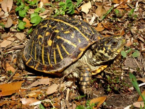 An ornate box turtle. Photograph by Patrick Feller
