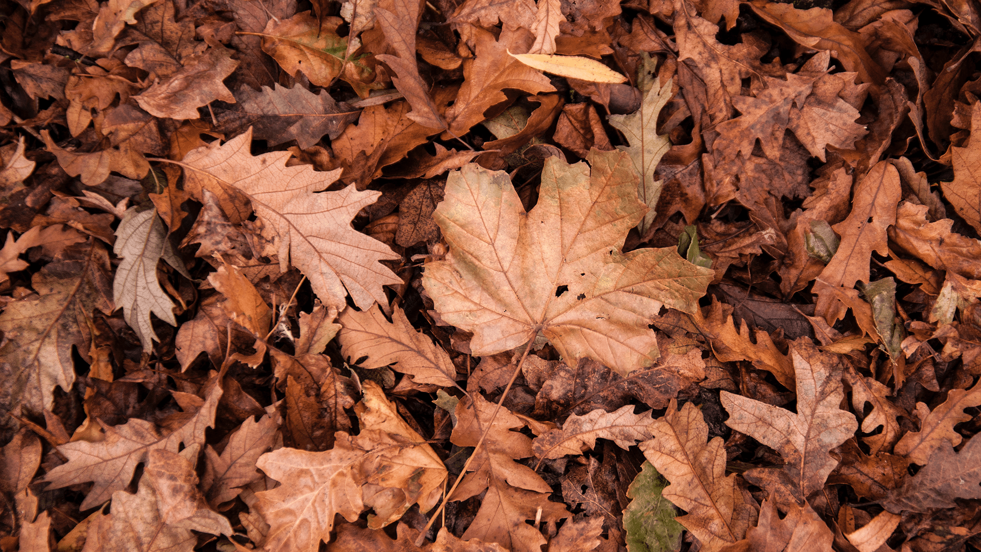 Leaf Collection--November 1st - November 30th > City of Ludlow