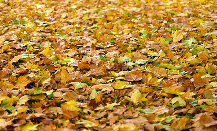 fall leaves on the ground