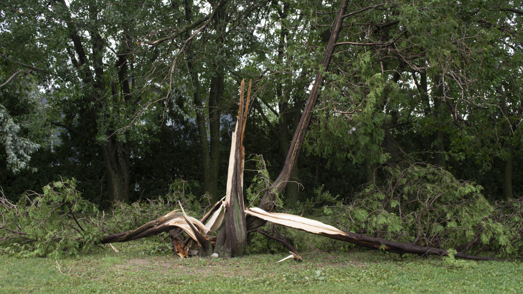 Downed tree from storm