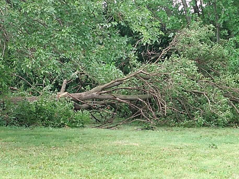 Tree down in North Liberty