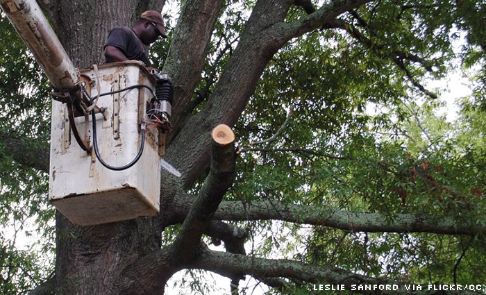 A worker in a bucket truck cuts tree limbs by Leslie Sanford.