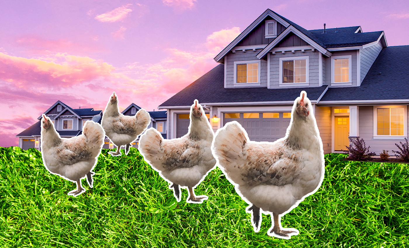 A photo illustration of urban chickens