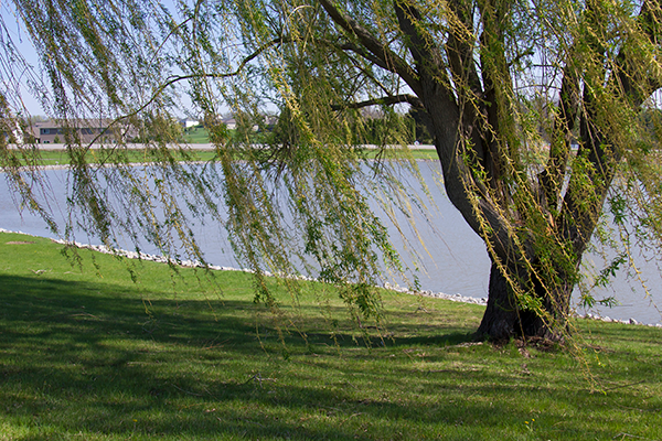 A willow tree at the edge of a pond.