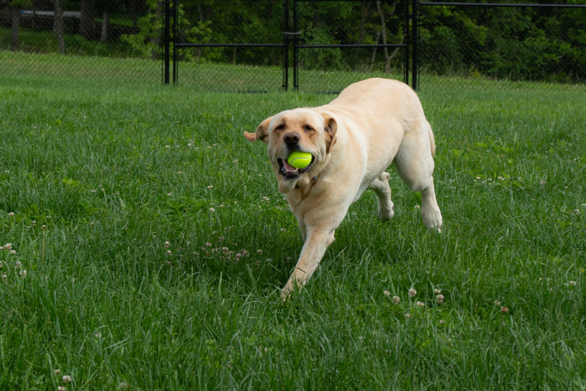 dog with tennis ball