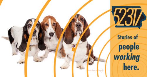 leash on life owners' basset hounds looking dapper