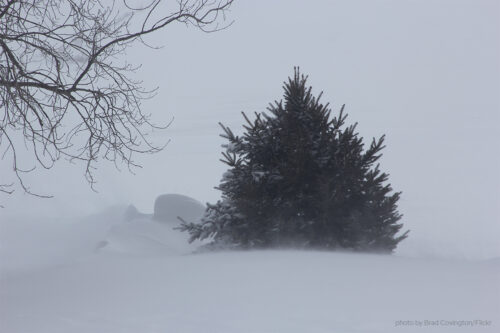 An evergreen tree covered in blowing snow by Brand Covington